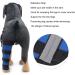 Dog Hock Brace Rear Dog Hind Leg Brace Protect Wounds as They Heal Prevents Injuries and Sprains Helps Arthritis Provides Stability XXS  - Buy Online on GoSupps.com