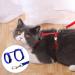 Soft Cat Crockery Dishes & Adjustable Leash Set for Kittens Puppies and Rabbits - Red & Blue - International Shipping Available - Buy Online on GoSupps.com
