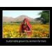 Daana Organic Mustard Oil - Cold Pressed - 12 Fl Oz - Pack of 1 - Buy Online on GoSupps.com