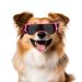 Namsan sunglasses for small dogs safety glasses for small dogs windproof UV protection waterproof dog glasses puppies with adjustable rubber band pink