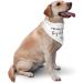 Vercosee Big Brother Dog Bandana - Gender Reveal Photo Props for Dog Lover (White) - Buy Online on GoSupps.com
