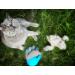 L wenk nig Taurus 2.0 Pet Brush Gloves for Cats & Dogs | High-Quality Coat Grooming with Extra Long Soft Knobs | Blue Cat Accessories & Massaging Brush - Buy Online on GoSupps.com