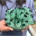 Natural Crystal Rough Crystal Cluster Green Phantom Quartz Crystal Cluster Specimen (Size : 800-900g) - Buy Online on GoSupps.com