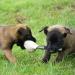 Dingo Gear Dog Toy Softball - Handmade Real Leather for Puppies & Dogs | S02779 11cm - Buy Online on GoSupps.com