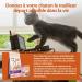 Wellness CORE Purely Pat Kitten Kitten Pate wet cat food grain-free high meat content po - Buy Online on GoSupps.com