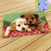YAKOLECI Latch Hook Kit - DIY Rug Making Kit with Printed Canvas & Yarns - Easy for Beginners - Two Puppies Design - Buy Online on GoSupps.com