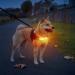 Laroo Safety LED Light Band for Dogs & Cats | Waterproof Easy to Attach Bright Flashing LED for Outdoor Safety | International Shipping - Buy Online on GoSupps.com