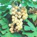 Buy White Currant 'Weiße Versailler ' Bush in Container - Premium Quality for International Shipping - Buy Online on GoSupps.com