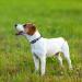 Taglory Soft Padded Neoprene Nylon Dog Collar for Small Dogs - Adjustable Reflective & Perfect for Training - Gray S (1 Pack) - International Shipping Available - Buy Online on GoSupps.com