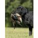 HuntEmUp Ultimate Teal Hunting Dog Training Scent and Realistic Teal Duck Dummy - Waterfowl Puppy Gundog Training Bundle Sporting Dog Pointer Retriever Retrieving Trainer - Buy Online on GoSupps.com