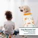 Kuoser Orange XS Dog Recovery Suit | Breathable Body After Surgery Castration & Wound Protection for Male & Female Dogs - Buy Online on GoSupps.com