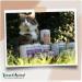 Venandi Animal Premium Wet Cat Food Trial Pack IV - Grain-Free Extra Meat Mix 6 x 200g - Buy Online on GoSupps.com