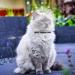 Clarful Breathable Cat Muzzle - Transparent Adjustable Anti-Bite Hood for Fur Care & Protection - Buy Online on GoSupps.com