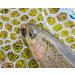 YZD Premium Realistic Trout Flies Collection - Dry Fly Assortment for Fly Fishing | A12 Lures Kit - Buy Online on GoSupps.com