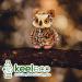 Deluxe Paws Plush Eco Toy - Cuddly Owl | 100% Recycled Materials - Buy Online on GoSupps.com