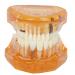 Dpofirs 1PC orange color dental disease removable study teaching dental model tooth model for dental programs dental implant model adult tooth standard demonstration tools