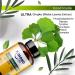 Buy Ginkgo Biloba Forte 180 Capsules - Boost Memory & Concentration with Bacopa Lion's Mane Niacin & B Vitamins | International Shipping - Buy Online on GoSupps.com