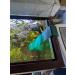 Green Acrylic Angelfish & Discus Breeding Slate - Amazon Sword Leaf Simulation for Fish Spawning - USA Made - Buy Online on GoSupps.com
