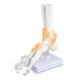 Jackson Global JS00047 Ankle Model - Right Foot with Ligament | International Shipping Available - Buy Online on GoSupps.com