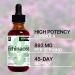 Organic Echinacea Liquid Extract - Immune System Support Supplement - High Potency Tincture 2 fl oz - 45-Day Supply - Buy Online on GoSupps.com