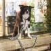 Trixie Dog Leash Cavo S-M | 1.00m 12mm Grafit - Control for Small to Medium Dogs - Buy Online on GoSupps.com