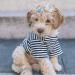 Yaodhaod 20 Pcs Cute Multi-Colored Dog Hair Accessories - Small Bone & Water Drop Hairpins for Dogs Cats & Pets - Buy Online on GoSupps.com