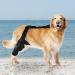 Dog Behind Leg Brace Brace Behind Leg | Brace Behind Leg Neoprene Hip Brace Adjustable Traction Belt Stabilizer for Torn ACL Leg M right - Buy Online on GoSupps.com