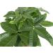 Costa Farms Money Tree Pachira in Premium Ceramic Planter - 16 Tall - Gift Medium Money Tree Planter - Buy Online on GoSupps.com