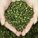 Grains de poivre vert Poivre s ch pic Hot Top Sichuan pices de haute qualit Herbes (500g) - Buy Online on GoSupps.com