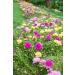 Buy Hua Xian Zi Moss Rose Seeds - 10 000+ Mixed Colors - Portulaca Grandiflora - Fresh International Shipping - Buy Online on GoSupps.com