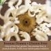 Seggiano Organic Gluten Free Rice & Quinoa Tagliatelle 250g - Certified Gluten Free Vegan Vegetarian & GMO Free - High in Protein & High in Fibre - Bronze Drawn & Slow Dried - Buy Online on GoSupps.com