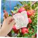 Milisten 10 Pcs Square Apple Molds Fruit Shaping Mold Plastic Fruit Mold Fruit Shaped Mold Melon Stereotypes - Buy Online on GoSupps.com