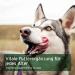 AniForte Vegetables & Herbs Varied for Raw Food 1kg - Barf Food Supplement for Dogs - Buy Online on GoSupps.com