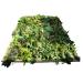 Omi Ero de 141 Hierbas Frescas - Purifying Herbal Blend for Global Shipping - Buy Online on GoSupps.com