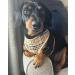 Bunty Tartan Small Dog Harness - Adjustable No Pull Puppy Harness for Small Dogs - Soft, Breathable, Anti-Pull - Red - Buy Online on GoSupps.com