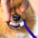 Rosixehird Catznock Brush Essential Puppy & Kitten Toothbrush & Toothpaste for Healthy Smiles | Pet Supplies for Home Clinics and Shelters - Buy Online on GoSupps.com