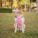 Phoepet No Pull Dog Harness | Reflective Dog Vest with Soft Training Handle for Small Medium & Large Dogs - Baby Rosa Base & Gray Beams - Buy Online on GoSupps.com