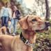 PETTOM Reflective Nylon Half Choke Dog Collar with Safety Buckle for Large Dogs - Orange (L 52-71CM) - Buy Online on GoSupps.com