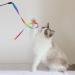 Molain Interactive Cat Toys - 5-Piece Rainbow String Set for Kittens | Engaging Indoor Pet Toys for Training - Buy Online on GoSupps.com