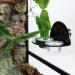 AIICIOO Magnetic Reptile Feeding Cup - 6 Food Cups for Lizards, Geckos, Chameleons - Black (S) - Buy Online on GoSupps.com