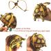 Pet Tortoise Turtle Leather Harness Strap Chest Collar Walking Lead Control Rope (S Blue) S Blue - Buy Online on GoSupps.com