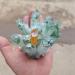200-900g Natural Green Ghost Crystal Cluster Original Stone Orange Crystals Minerals Home Decor Natural Decoration Full of Texture (Size : 600-700g) - Buy Online on GoSupps.com