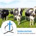 Buy Demeras Veterinary Mouth Opening Tool | Blue Cross Cattle Medicine Feed Opener | Durable Stainless Steel Hook for Animal Husbandry (L) - International Shipping Available - Buy Online on GoSupps.com