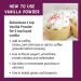 Judee's Premium Vanilla Powder 5 oz - Non-GMO, Made in USA - Gluten-Free, Nut-Free - Enhance Baked Goods, Coffee, Yogurt, Smoothies - 5 oz Pack - Buy Online on GoSupps.com