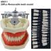Articulated Dental Typodont Model with 28 Removable Teeth - Kilgore Nissin | Ideal for Teaching & Study - International Shipping Available - Buy Online on GoSupps.com
