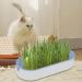 Youding Cat Grass Growing Kit Planter Tray Catnip Box Chewing Kitten Plant Set for Snacks Soil Free Snacks Digestion Pet Food Indoor Nursery Balcony Patio Blue - Buy Online on GoSupps.com