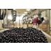 Buy CiocCafe Dark Chocolate Coffee Beans 458g | Gourmet International Shipping - Buy Online on GoSupps.com