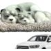 Auto Deodorator Plush Dog Ornament | Charcoal Odor Removal Bag for Car Home & Wardrobe - Buy Online on GoSupps.com