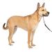 PetSafe Gentle Guide Collar with Training DVD Beige Medium (Pack of 1)