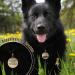 Personalized Kodinsiivous Dog Brand - Engraved Stainless Steel Dog Tag | Custom Name & Design - Round 30mm Collar Tag for Dogs & Cats (Gold) - Buy Online on GoSupps.com